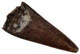 Serrated, Fossil Theropod (Richardoestesia) Tooth - Montana #341069-1